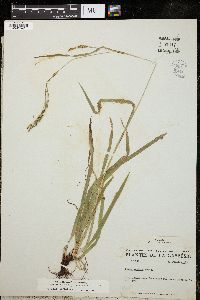 Carex arctata image