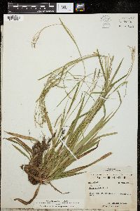 Carex arctata image