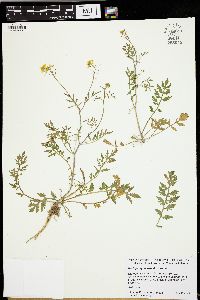 Rorippa sylvestris image