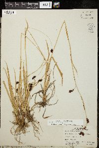 Carex ablata image