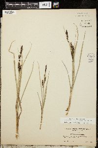 Carex acutina image