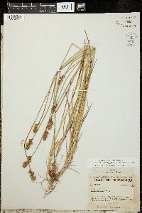 Carex adusta image