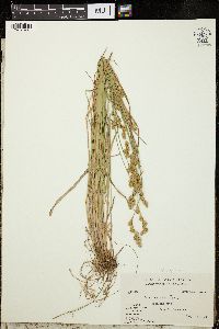 Carex foenea var. foenea image