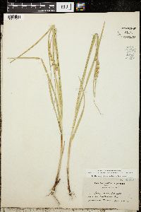 Carex foenea var. foenea image