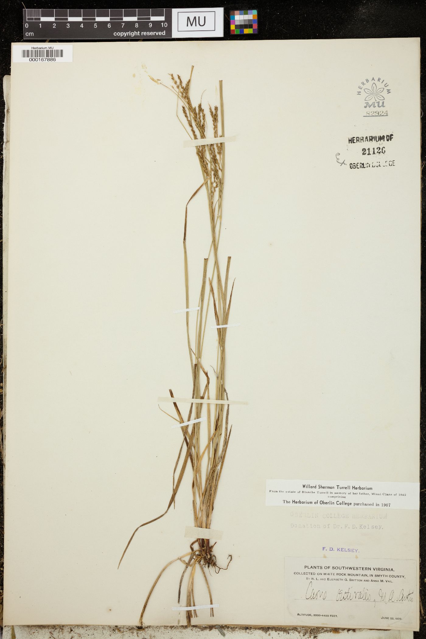 Carex aestivalis image