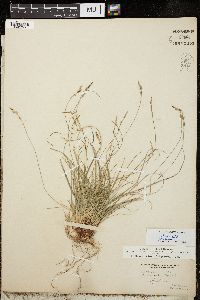 Carex albicans image