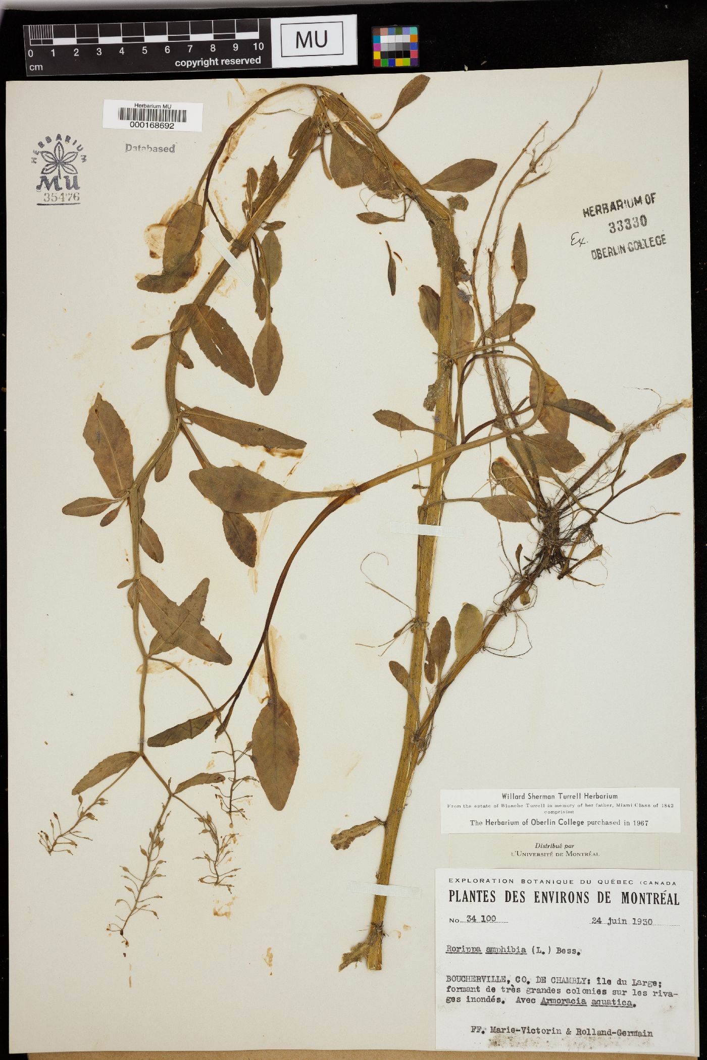 Nasturtium amphibium image