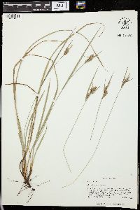 Carex dasycarpa image