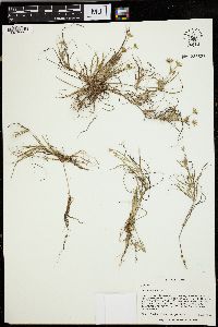 Juncus repens image