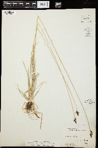 Carex atrata image