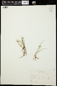 Carex aurea image