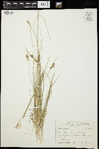 Carex aurea image