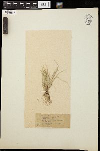 Carex aurea image