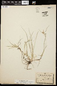 Carex aurea image