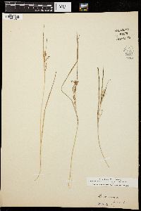 Carex aurea image