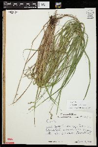 Carex bebbii image