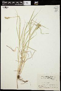 Carex bebbii image