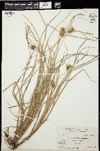 Carex bullata image