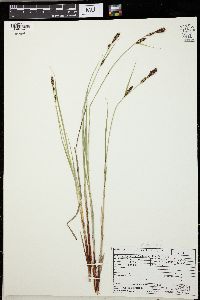 Carex buxbaumii image