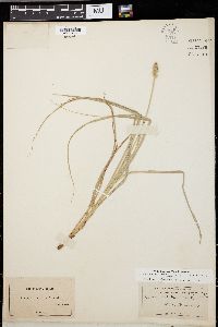 Carex arctata image