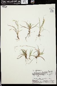 Carex capillaris image