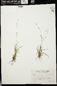 Carex capillaris image