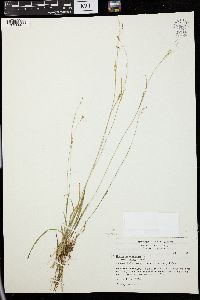 Carex capillaris image