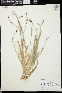 Carex careyana image