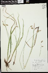 Carex castanea image