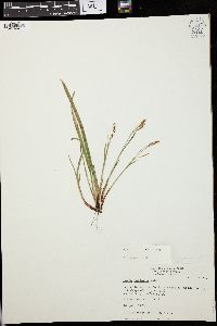 Carex castanea image