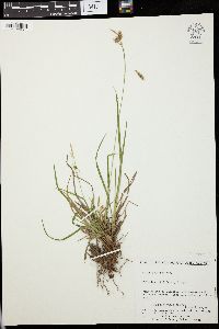 Carex castanea image