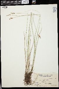 Carex cephalantha image