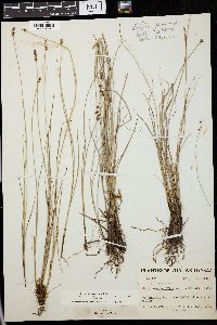 Carex cephalantha image