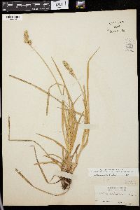 Carex cephalantha image