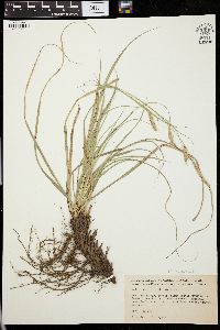 Carex cherokeensis image