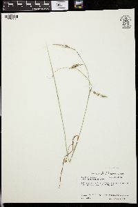 Carex cherokeensis image