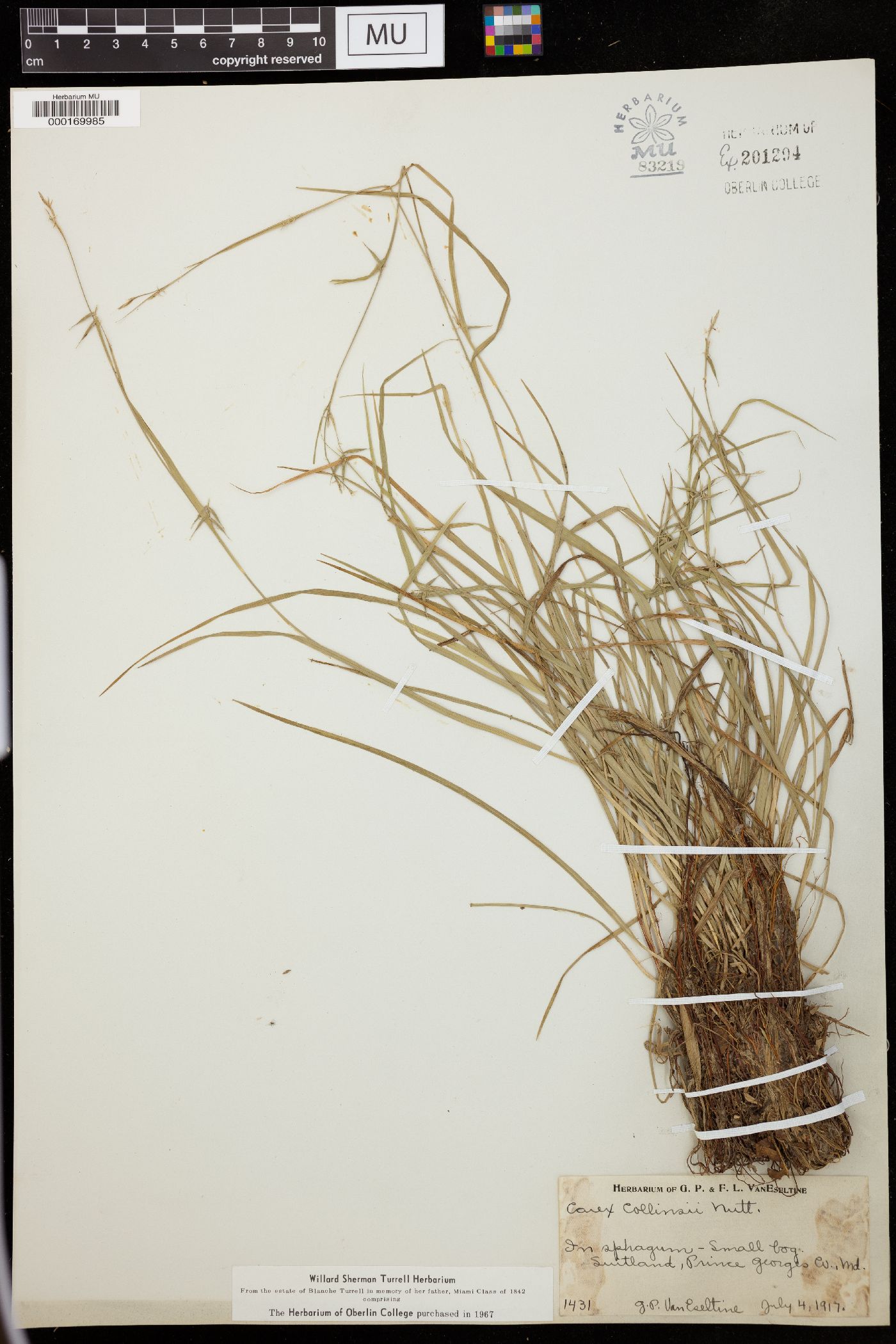 Carex collinsii image