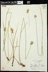 Carex bicknellii image