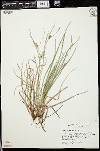 Carex conoidea image