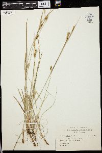 Carex conoidea image