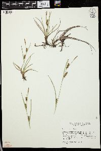 Carex crawei image