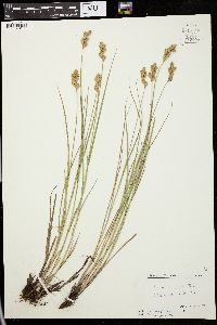 Carex crawfordii image