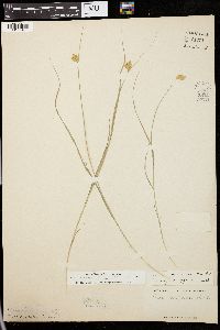 Carex crawfordii image