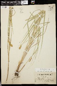 Carex ferruginea image