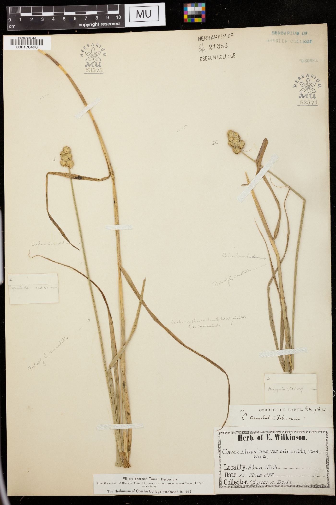 Carex ferruginea image