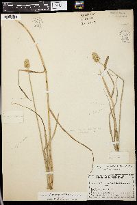 Carex ferruginea image