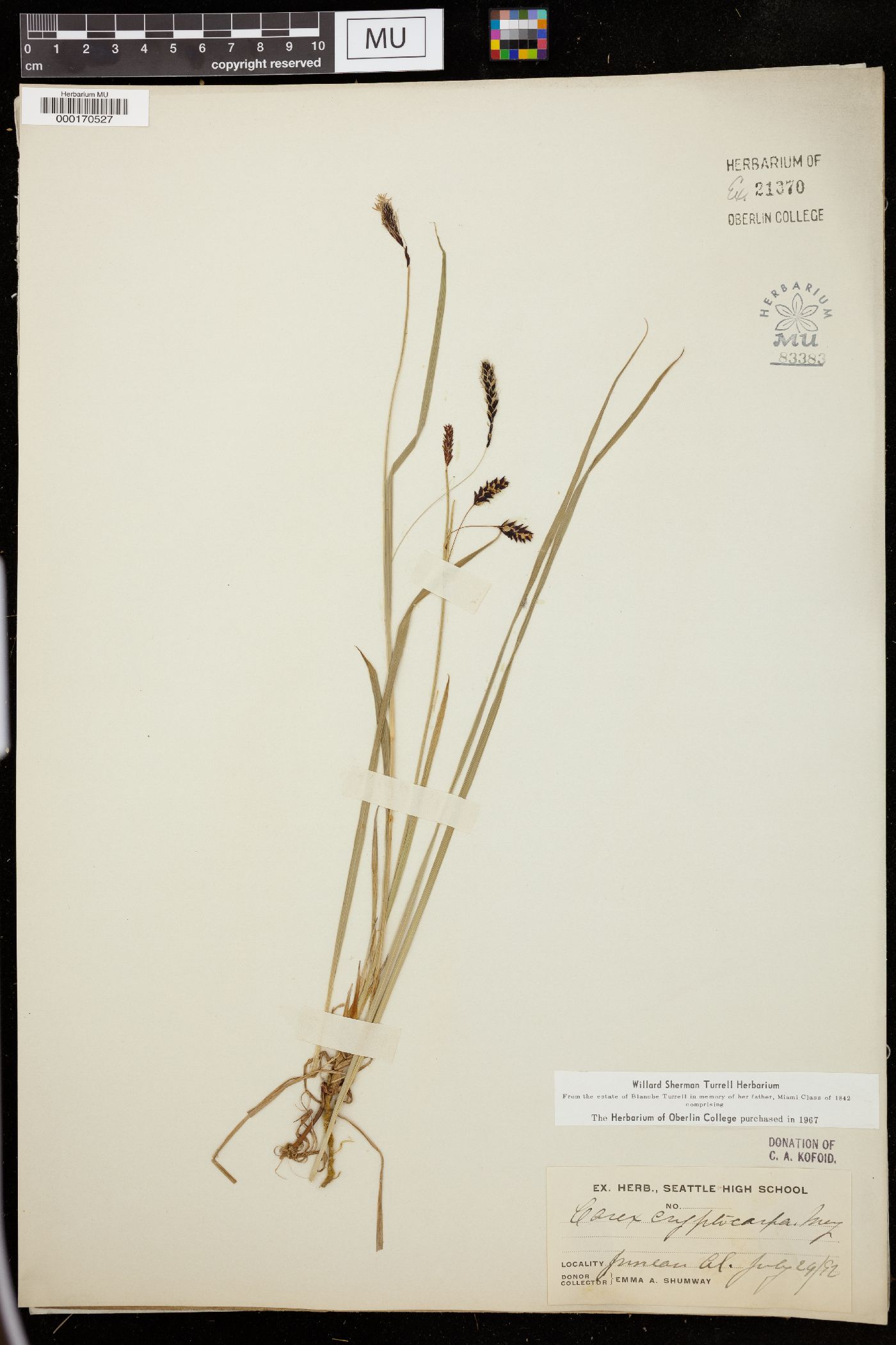 Carex cryptocarpa image