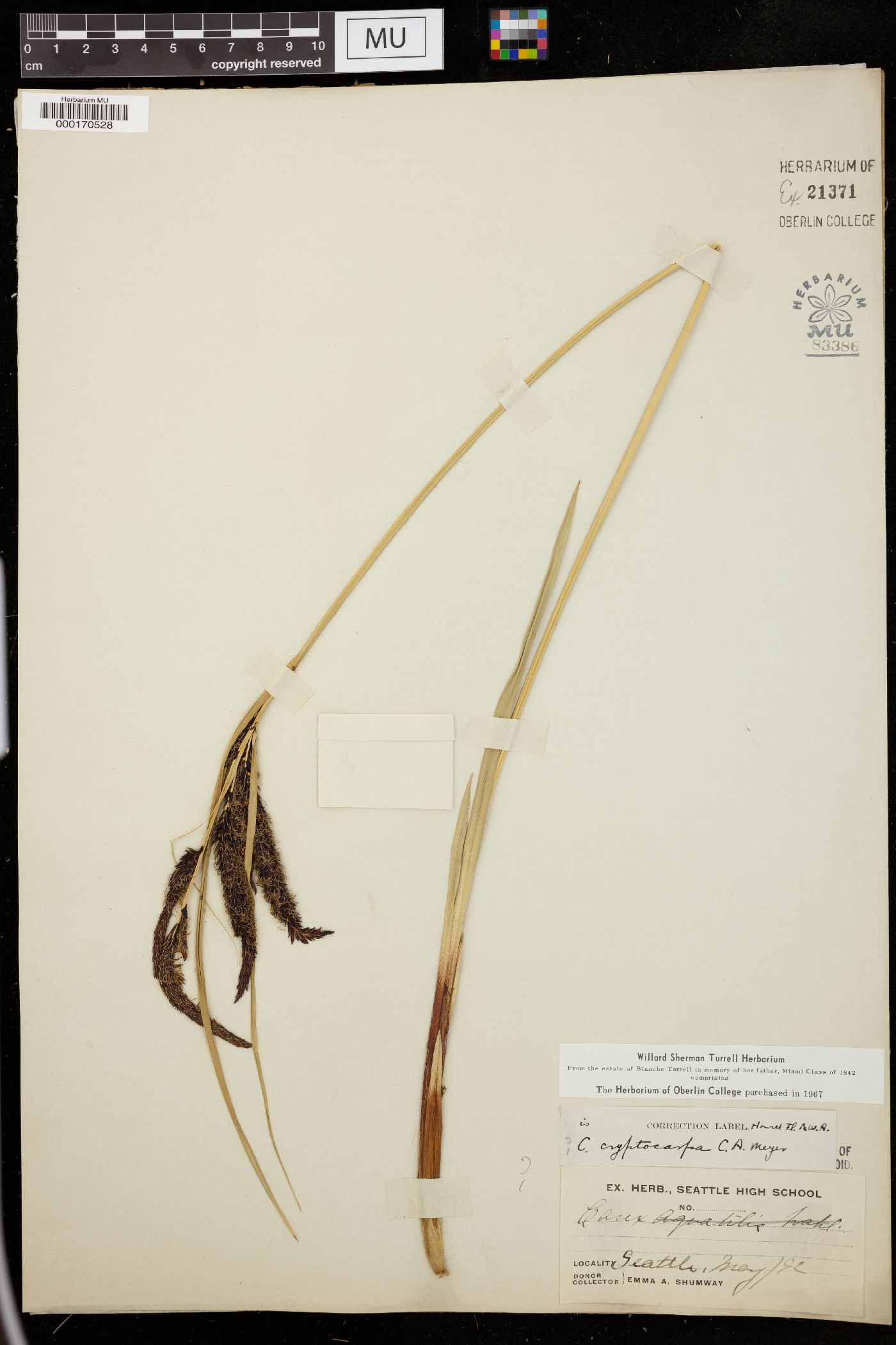 Carex cryptocarpa image