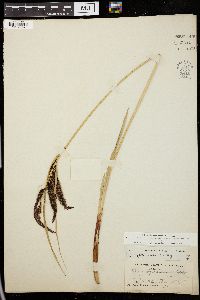 Image of Carex cryptocarpa