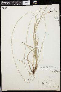 Carex deweyana image